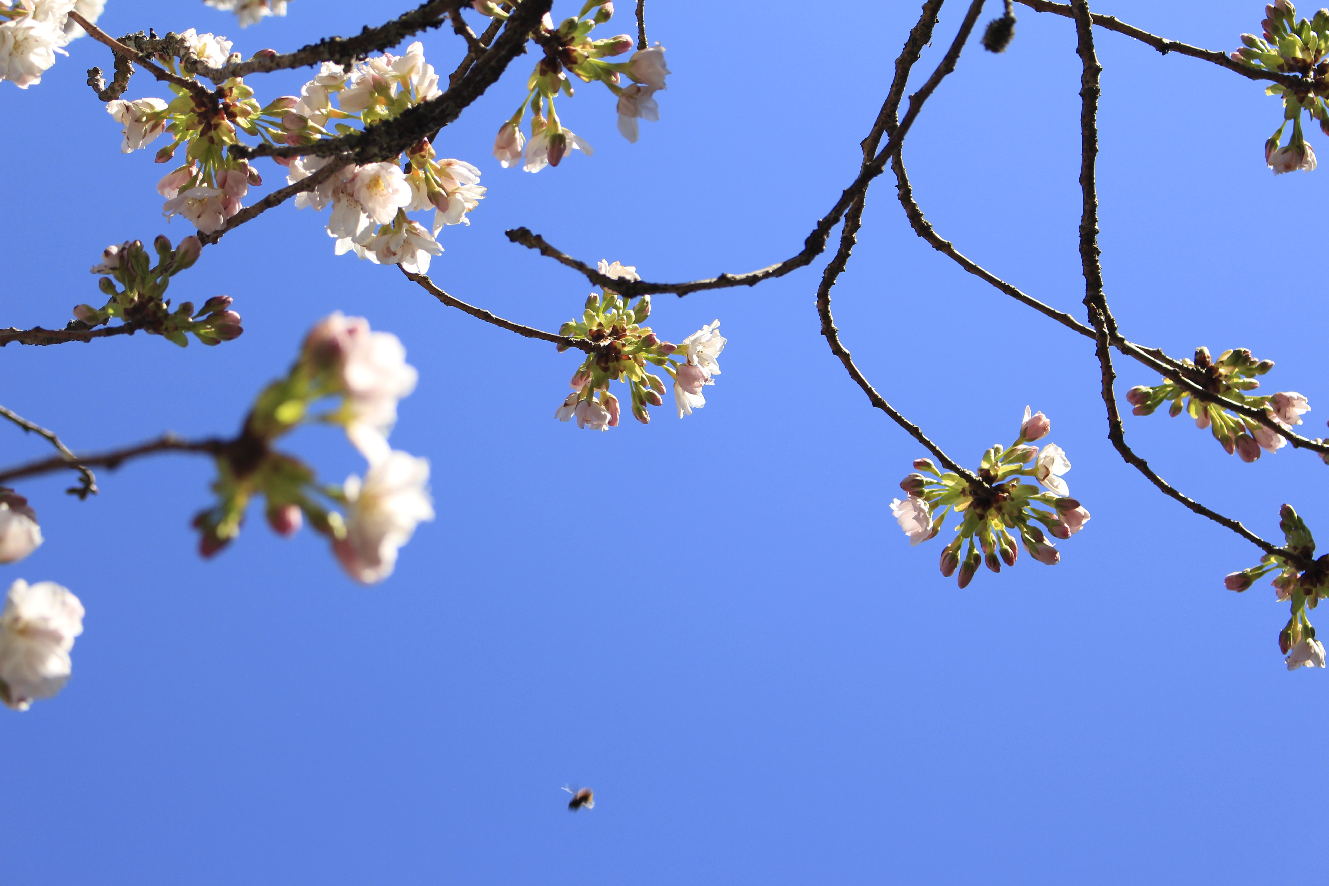 Le printemps arrive au RyumonJi